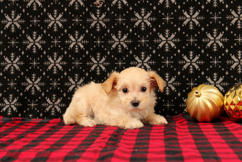 puppy, for, sale, Maltipoo, Matthew B. Stoltzfus, dog, breeder, Gap, PA, dog-breeder, puppy-for-sale, forsale, nearby, find, puppyfind, locator, puppylocator, aca